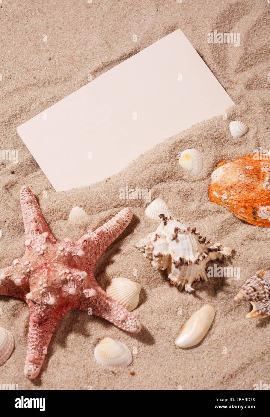 Muschel und verschiedene Arten von Muscheln am Strand Sand. Sommerfoto. Für Text platzieren Stockfoto