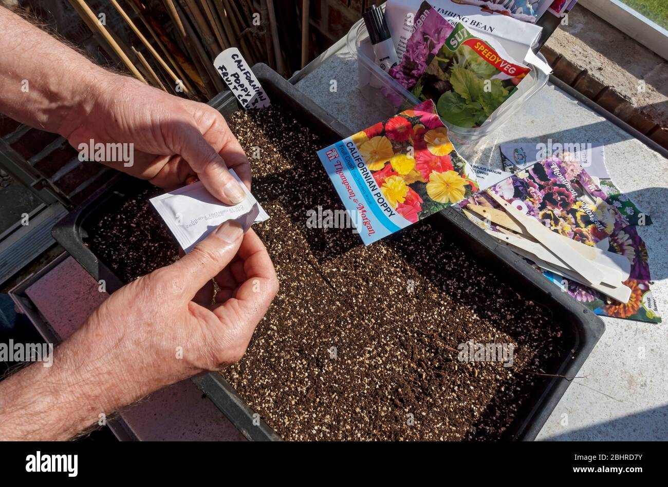 Nahaufnahme eines Menschen, der eine Packung öffnet und kalifornische Mohn-Samen in einen Pflanzkartoffelbehälter im Frühjahr in England, Großbritannien, einpflanzt Stockfoto