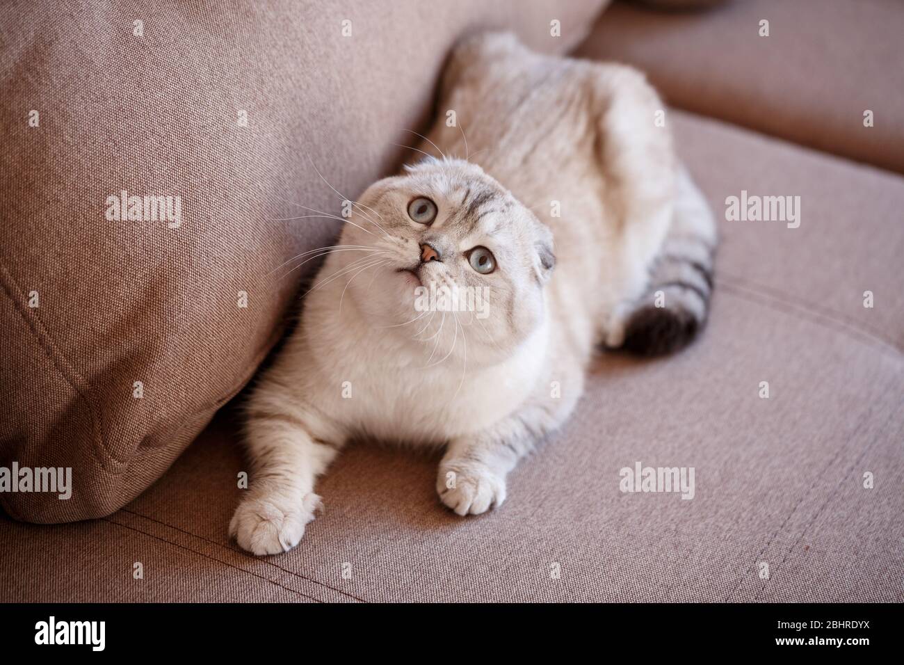 Cute Scottish Katze Falten auf Sofa. Schaut nach oben und Uhren. Stockfoto