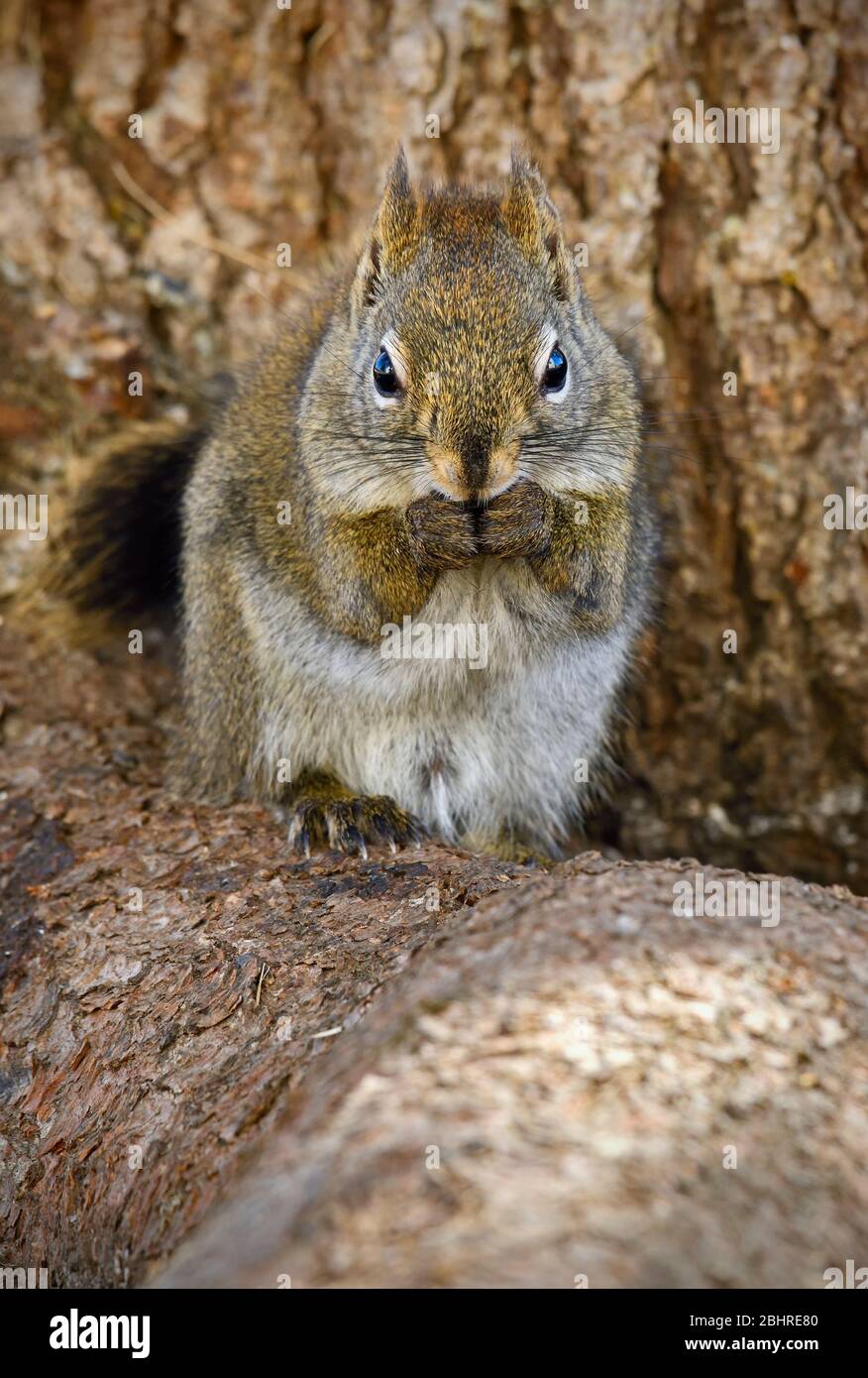 Ein rotes Eichhörnchen 'Tamiasciurus hudsonicus', das im wärmenden Sonnenlicht auf der rauen Rinde einer reifen Fichte sitzt und eine Nuss isst, die er in sich hält Stockfoto