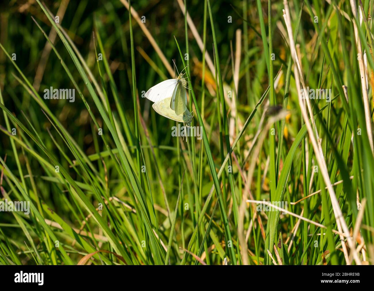 Paarung kleiner weißer Schmetterlinge, Pieris rapae, auf einem Grashalm, Schottland, Vereinigtes Königreich Stockfoto
