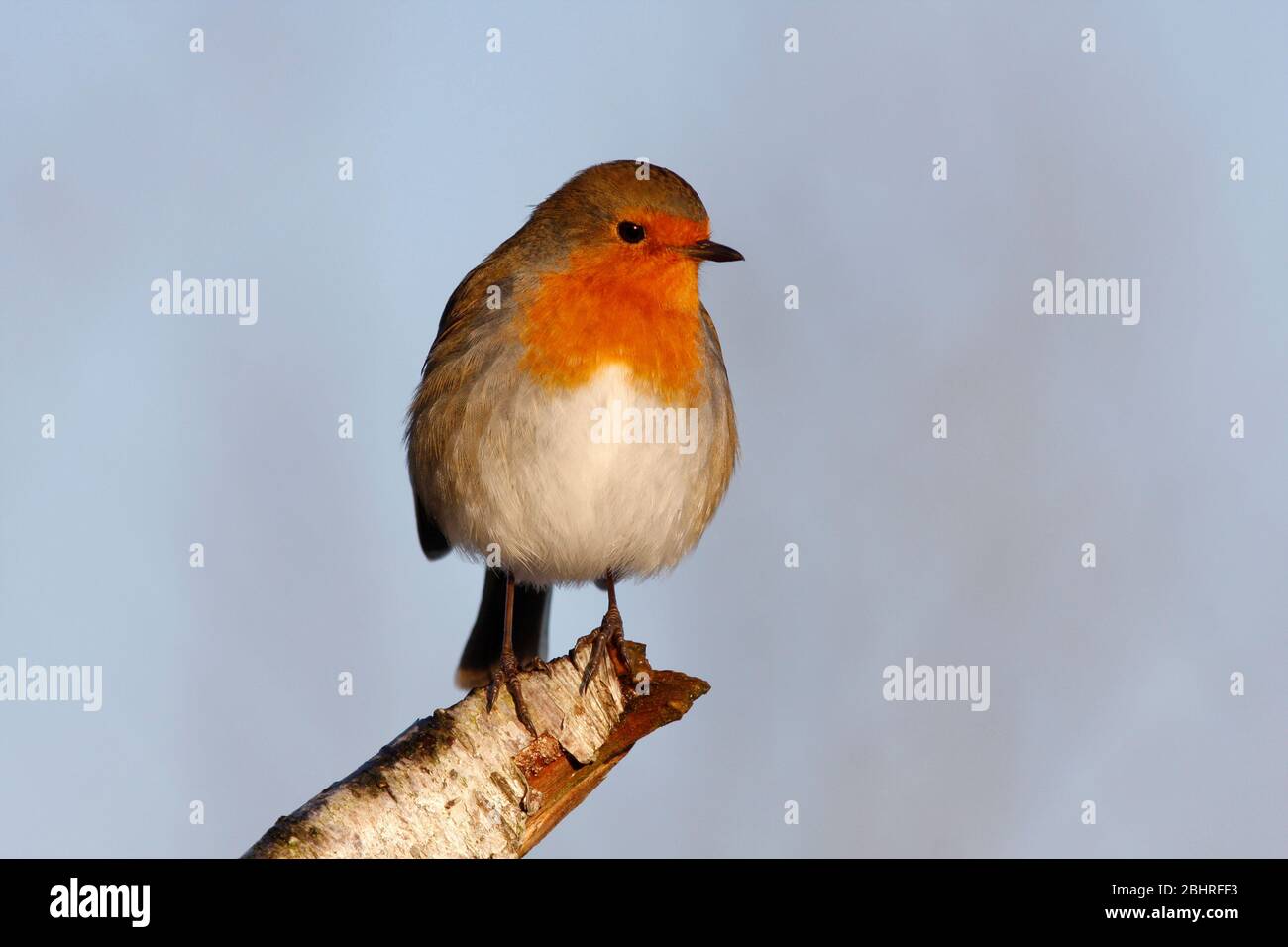 Robin Erithacus rubecula, Aberdeenshire Stockfoto