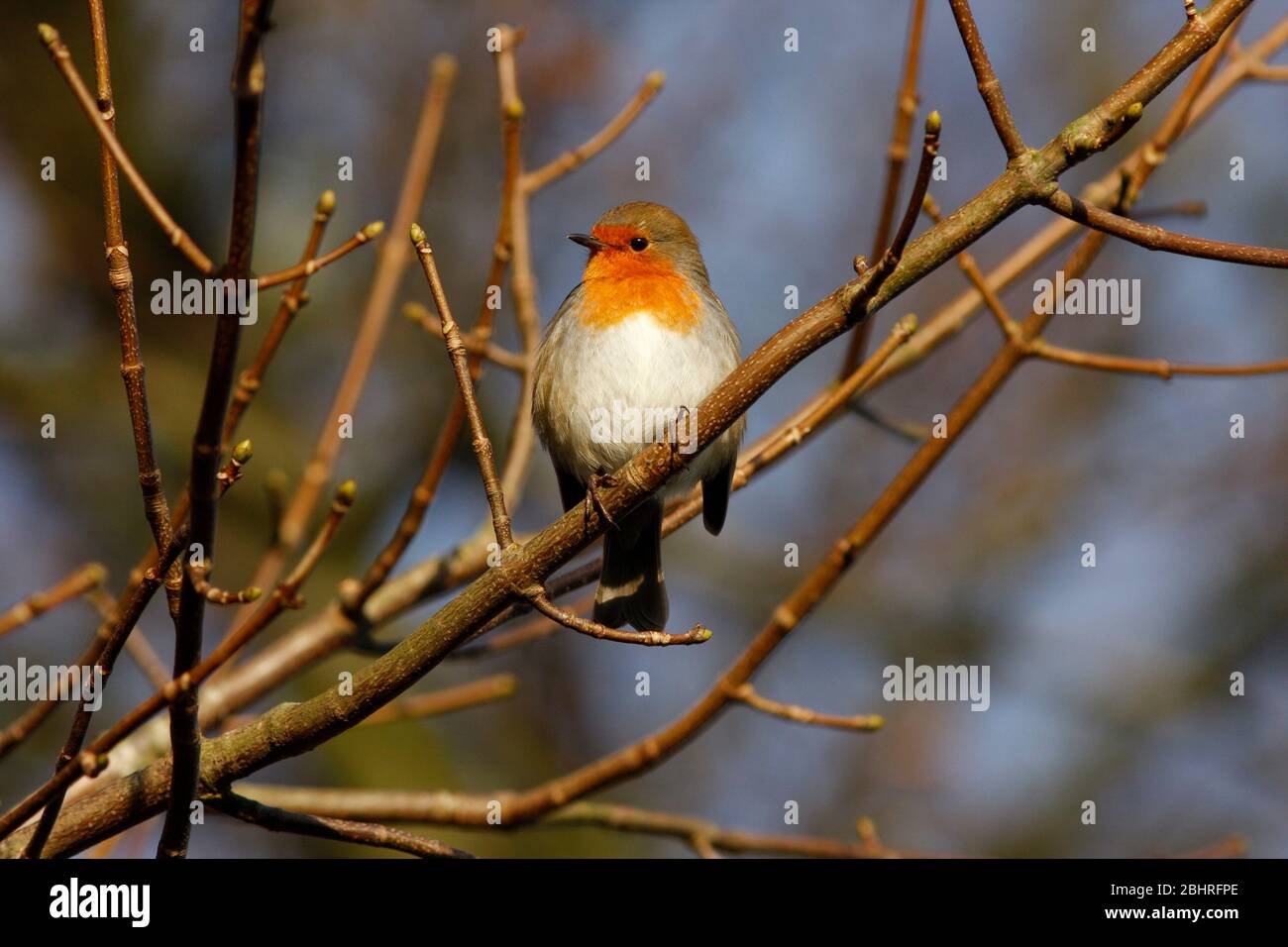 Robin Erithacus rubecula, in Platane, Aberdeenshire Stockfoto