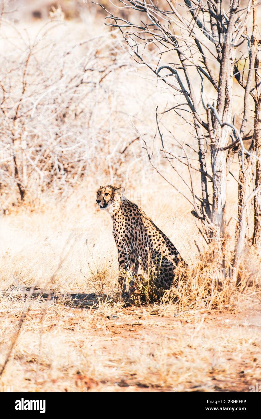 Namibia: Bilder der namibischen Schönheiten - EIN Gepard Stockfoto