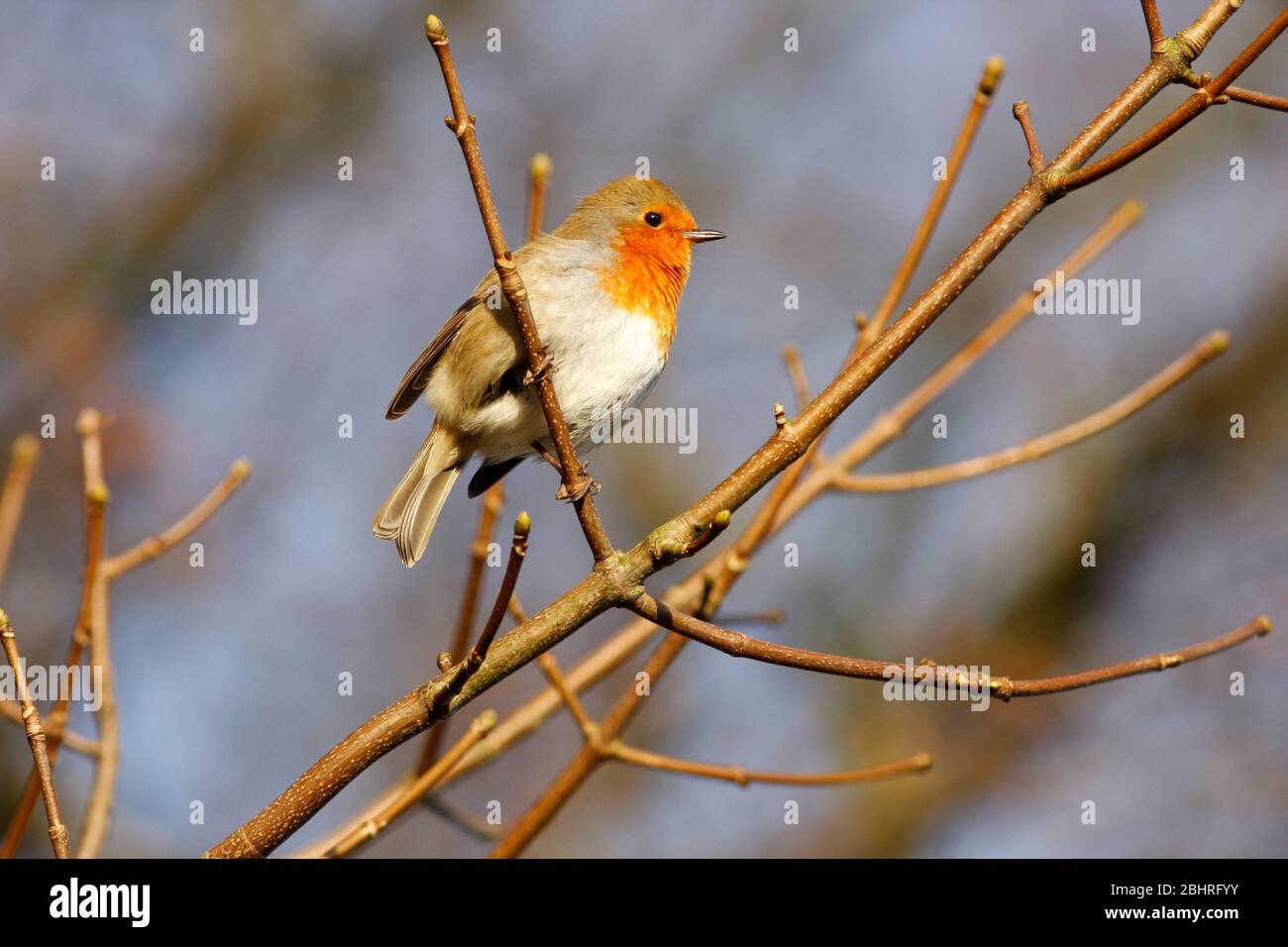 Robin Erithacus rubecula, in Platane, Aberdeenshire Stockfoto
