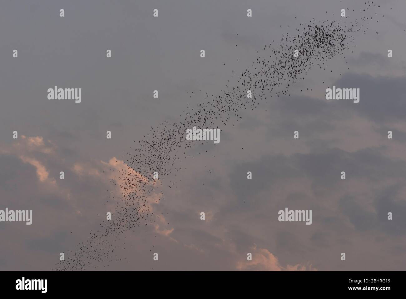 Fledermäuse fliegen im Khao Yai Nationalpark, Thailand. Stockfoto