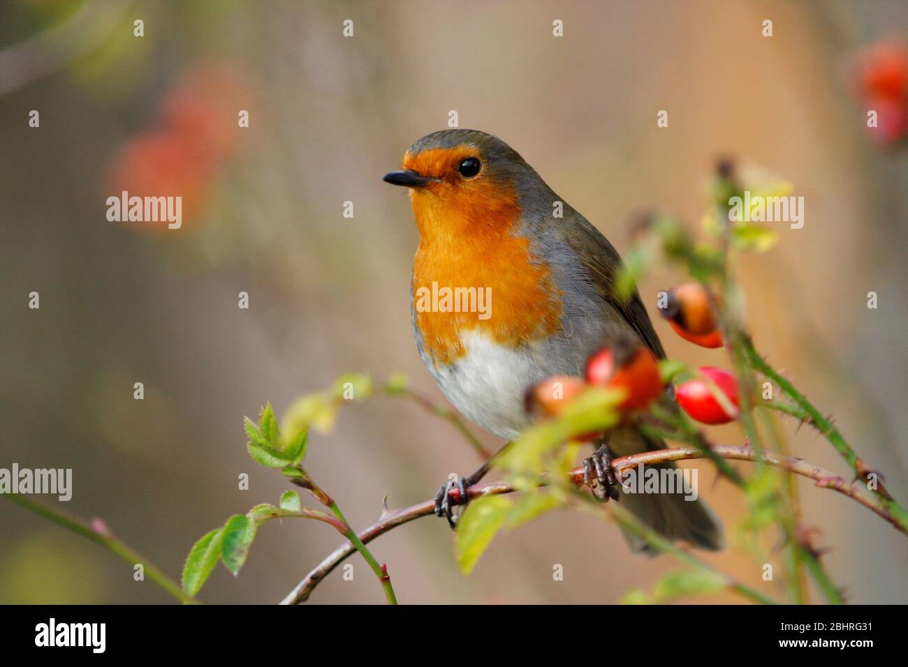 Robin Erithacus rubecula, im Rosenbusch, Aberdeenshire Stockfoto