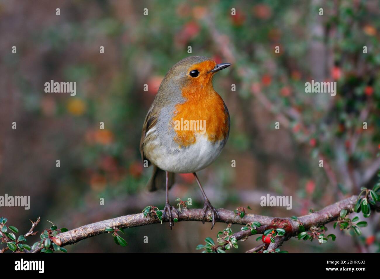 Robin Erithacus rubecula, in Cotoneaster Bush, Aberdeenshire Stockfoto