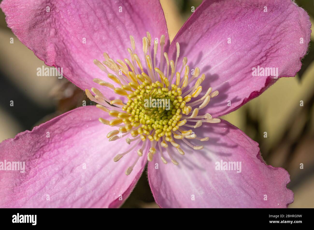 Clematis montana, Nahaufnahme einer hübschen rosa Blume im April, späten Frühling, Großbritannien, auch Berg Clematis oder Himalaya Clematis genannt Stockfoto