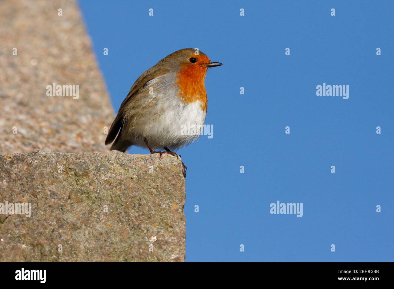 Robin Erithacus rubecula, an der Hauswand, Aberdeenshire Stockfoto
