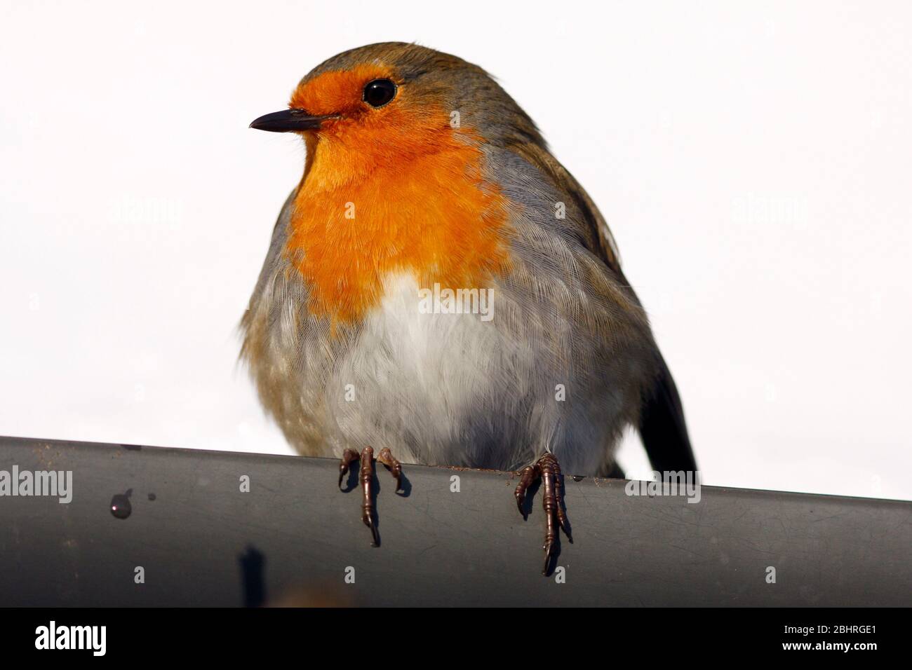Robin Erithacus rubecula, auf der Hausrinne, im Schnee, Aberdeenshire Stockfoto