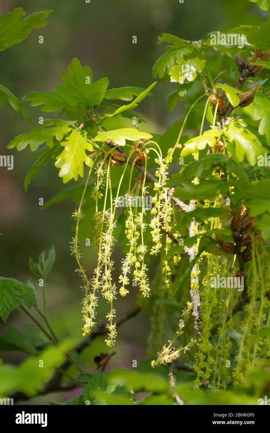 Sessile Eiche (Quercus petraea) im April mit männlichen Blüten (Kätzchen) hängen unten, UK Stockfoto