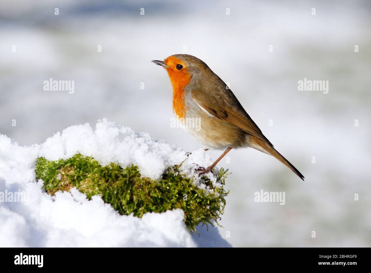 Robin Erithacus rubecula, in Snow, Aberdeenshire Stockfoto