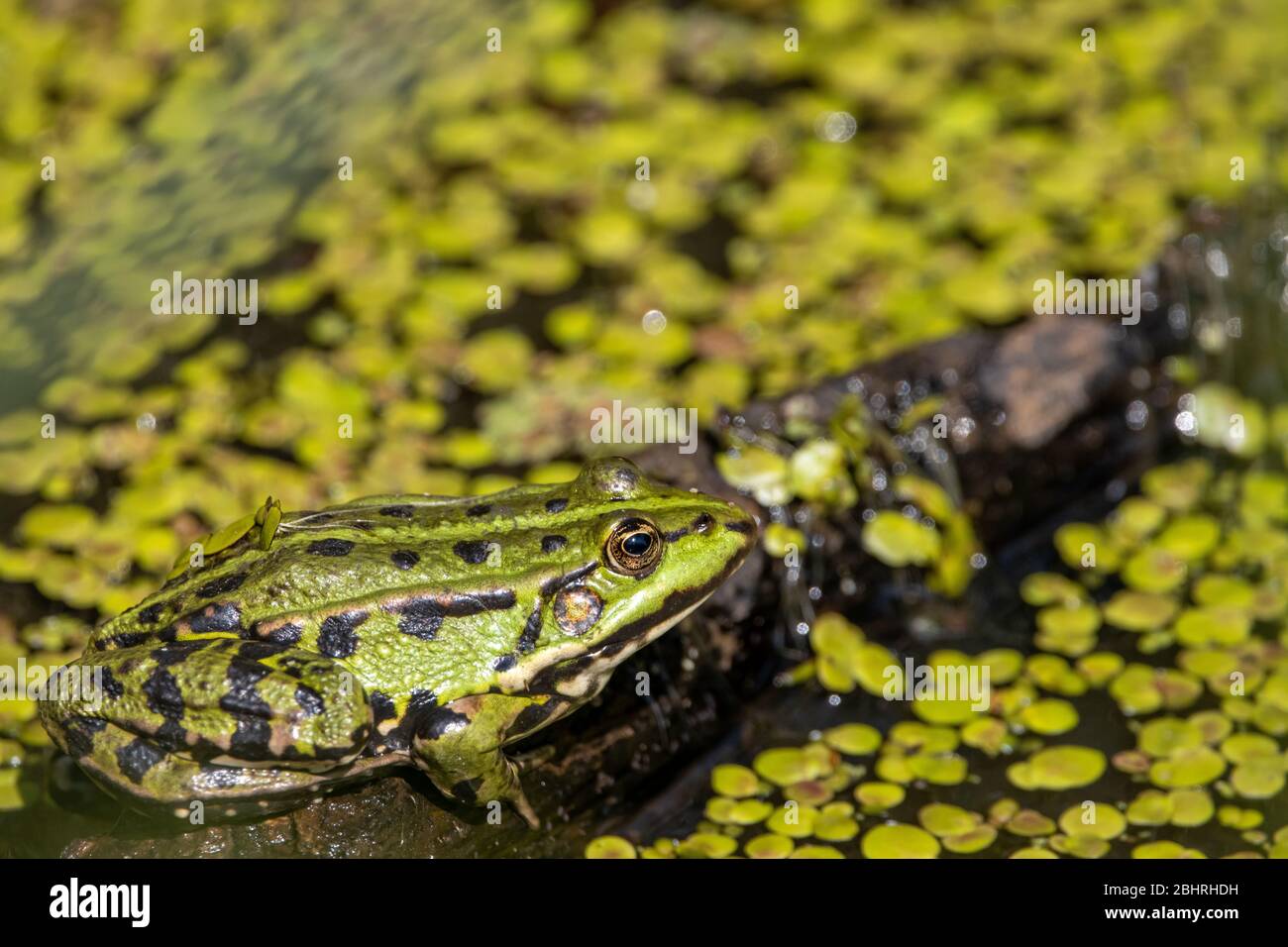 Großer hellgrüner Europäischer Grünfrosch, der sich auf einem schwimmenden Stück Holz sonnt Stockfoto