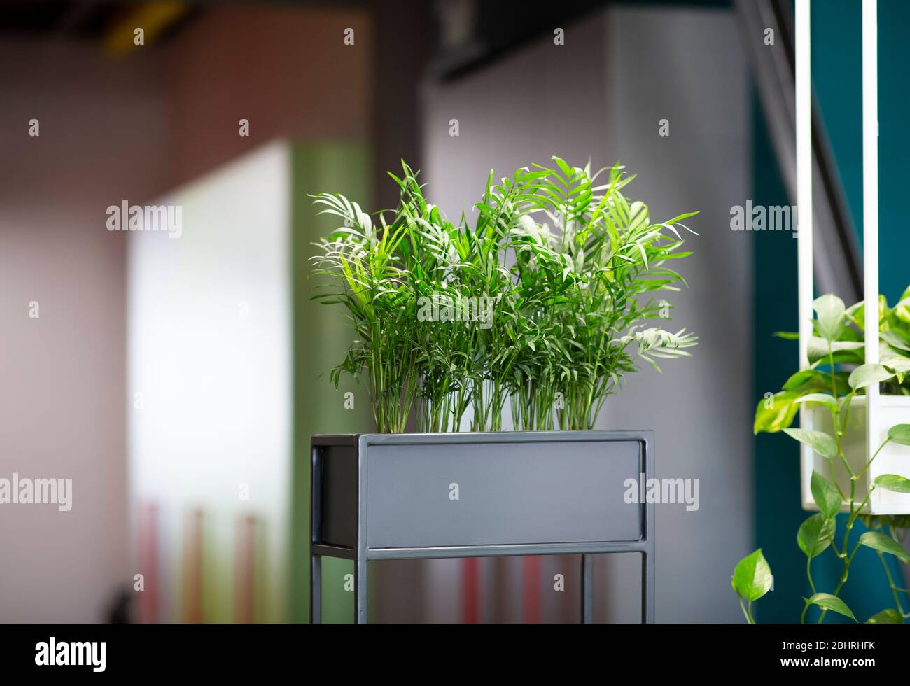 Umweltfreundliche Architektur. Grüne Büroeinrichtung mit hydroponischen Pflanzen Stockfoto