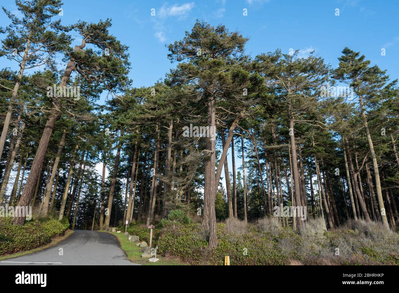Landschaft mit hohen Bäumen und Straße im Deception Pass State Park Stockfoto