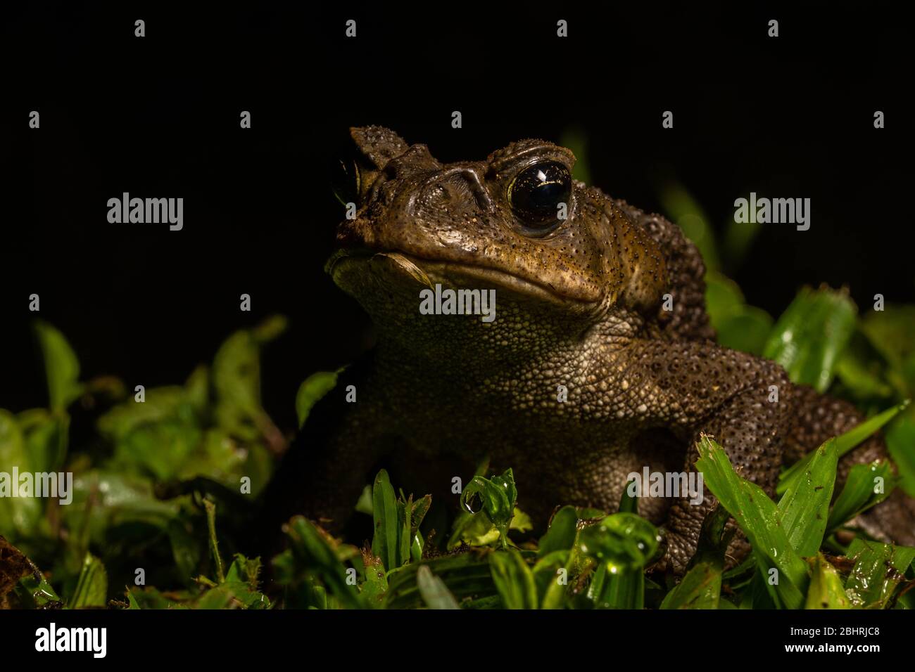 Cane Toad (Rhinella Marina) von Mindo, Ecuador. Stockfoto