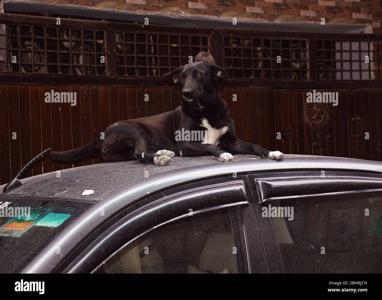 Seltsame, seltsame und lustige Tiere - Funny Indian Black Street oder Stray Dog sitzt auf dem Dach eines Autos Stockfoto