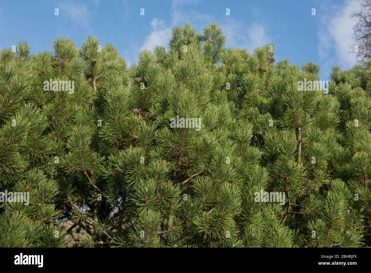 Winterfolie der Evergreen Zwergkiefer (Pinus mugo 'Trompenburg') in einem Garten im ländlichen Devon, England, Großbritannien Stockfoto