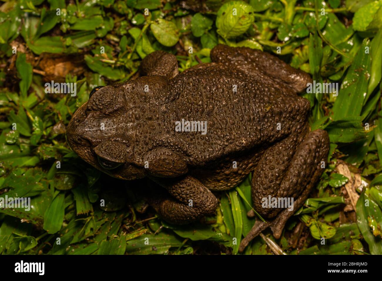 Cane Toad (Rhinella Marina) von Mindo, Ecuador. Stockfoto