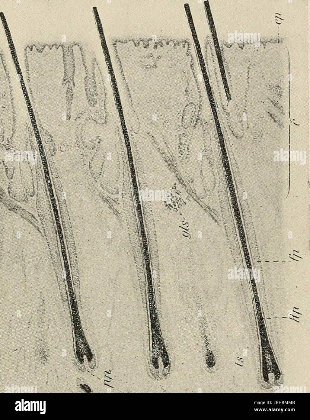 'Das Problem von Alter, Wachstum und Tod; eine Studie zur Zytomorphose, basierend auf Vorlesungen am Lowell Institute, März 1907' (1908) Stockfoto