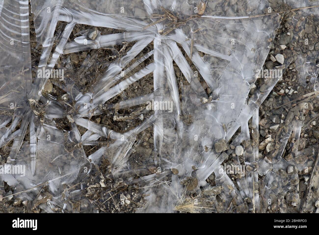 Nahaufnahme von halbtransparenten Eisformationen mit verschiedenen Mustern und Texturen, mit Kieselsteinen in einer gefrorenen Pfütze, einschließlich einiger Pflanzenstoffe. Stockfoto