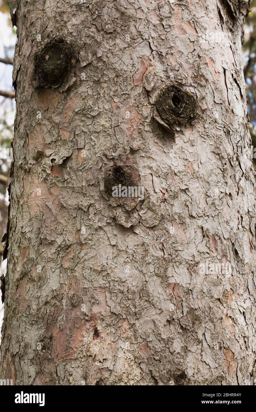 Gesicht auf Pinus - Kiefer Stamm aus Hornhaut Wachstum um den Rand der Wunden, wo Zweige wurden abgesägt gebildet. Stockfoto