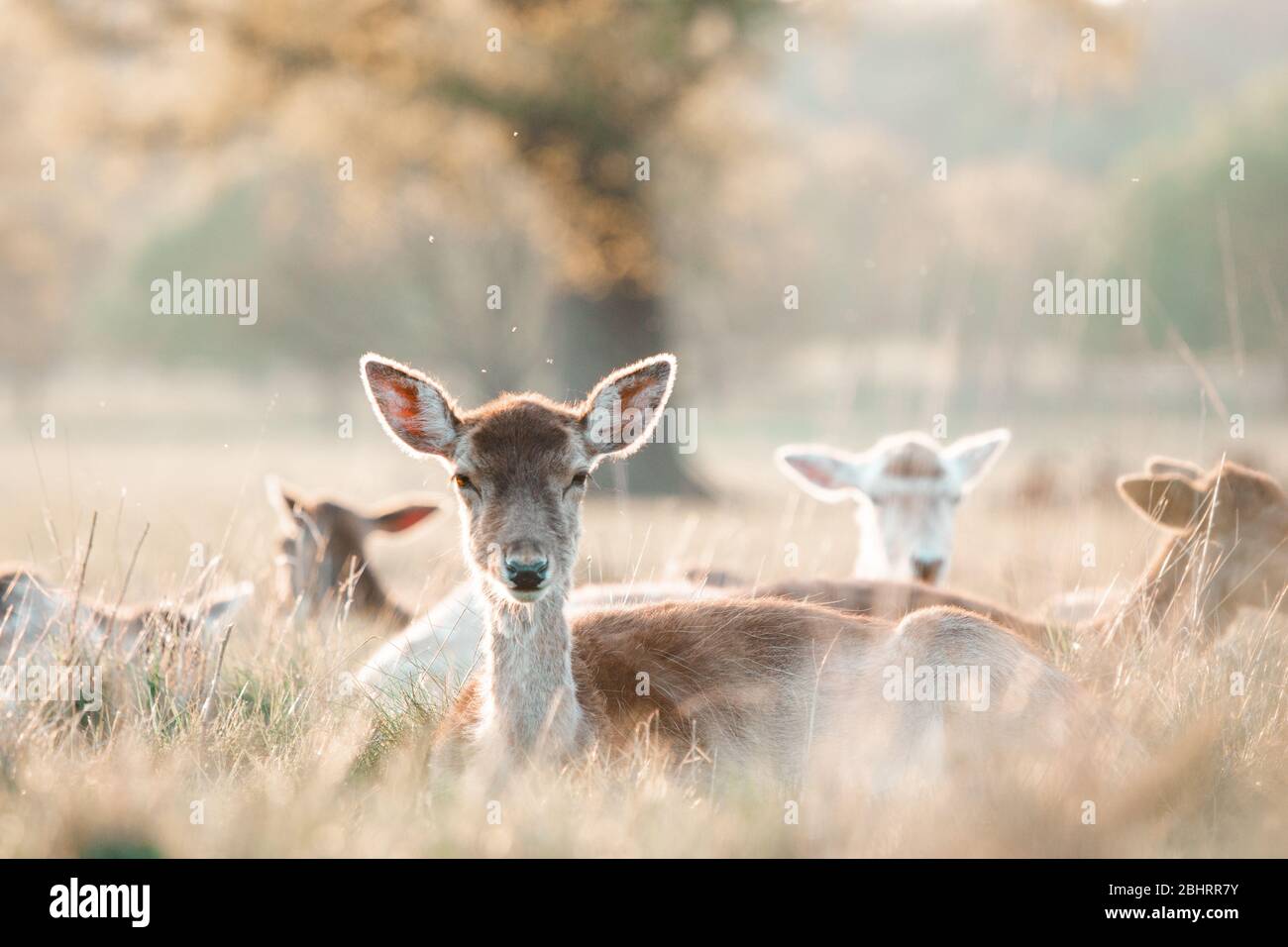 Eine Damhirschweiblichkeit, die sich im ruhigen Sonnenuntergang mit ihrer Herde in Richmond Park, London, entspannt. Stockfoto