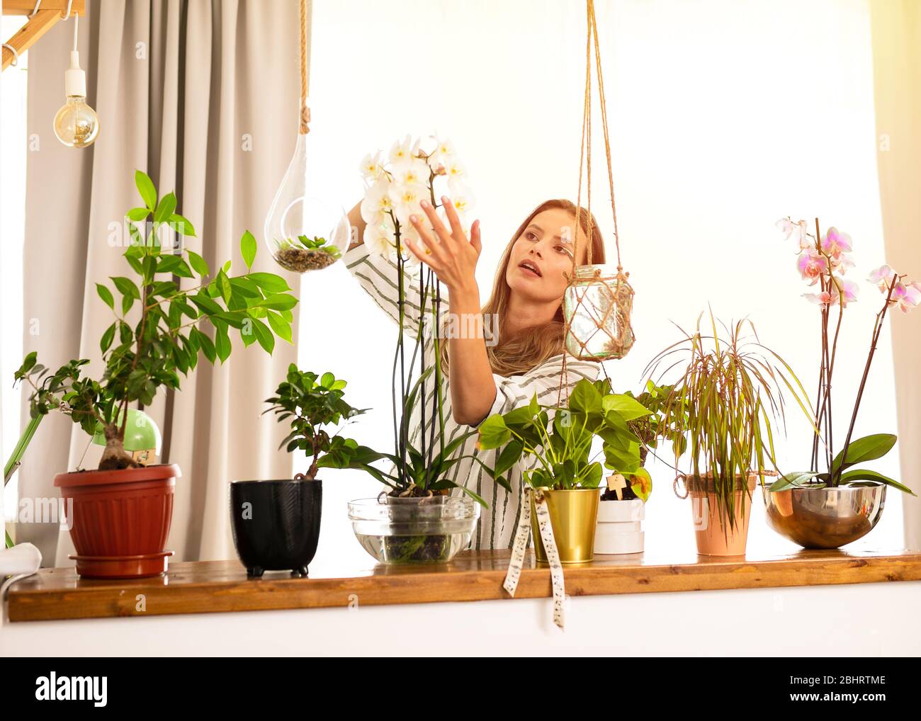 Aktivität zu Hause während der Isolationsperiode. Home Gartenarbeit mit jungen Frau, Wasser zu Pflanzen, die im Haus neben einem großen Fenster sind sprühen Stockfoto