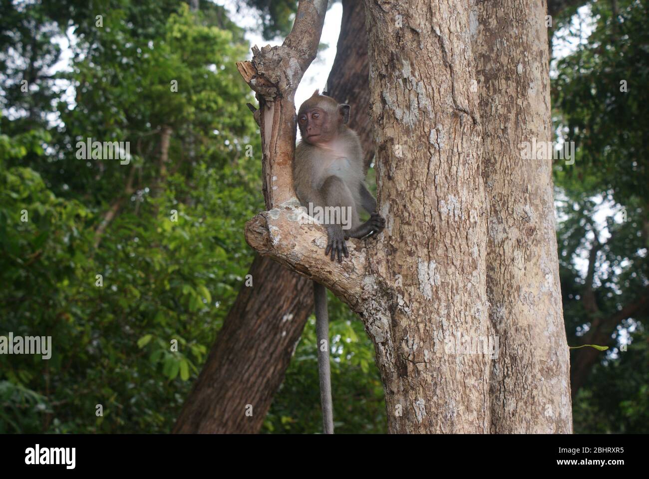 Affe sitzt in einem Baum auf der Insel Langkawi, Malaysia Stockfoto