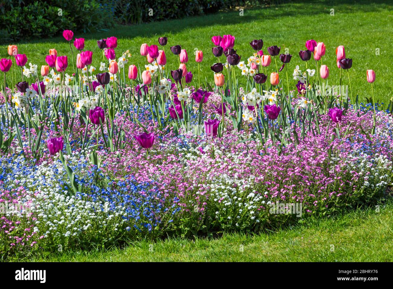 Ein Farbenreiz in Bournemouth Lower Gardens, mit bunten Blumen Tulpen und rosa blau und weiß Vergiss mich nicht in Bournemouth, Dorset UK im April Stockfoto
