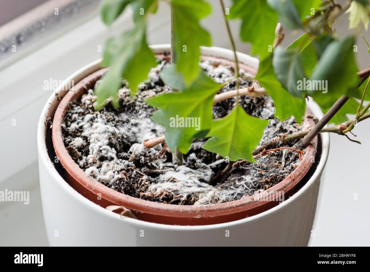 Selektiver Fokus auf Schimmelbildung auf einem Boden im Blumentopf mit der Hauspflanze. Junge Efeu Pflanze in feuchter Umgebung. Pilzkrankheit in cissus hous Stockfoto