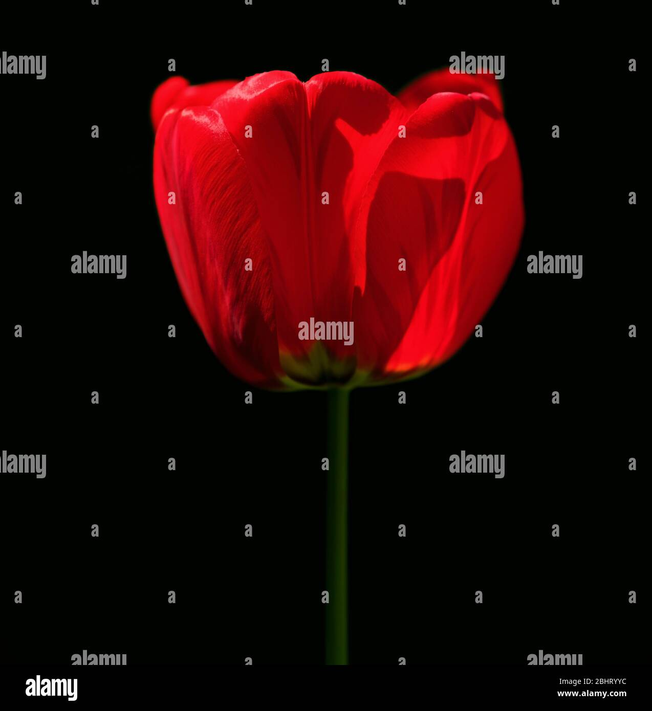 Einzelne rote Tulpenblüte auf schwarzem Hintergrund Stockfoto