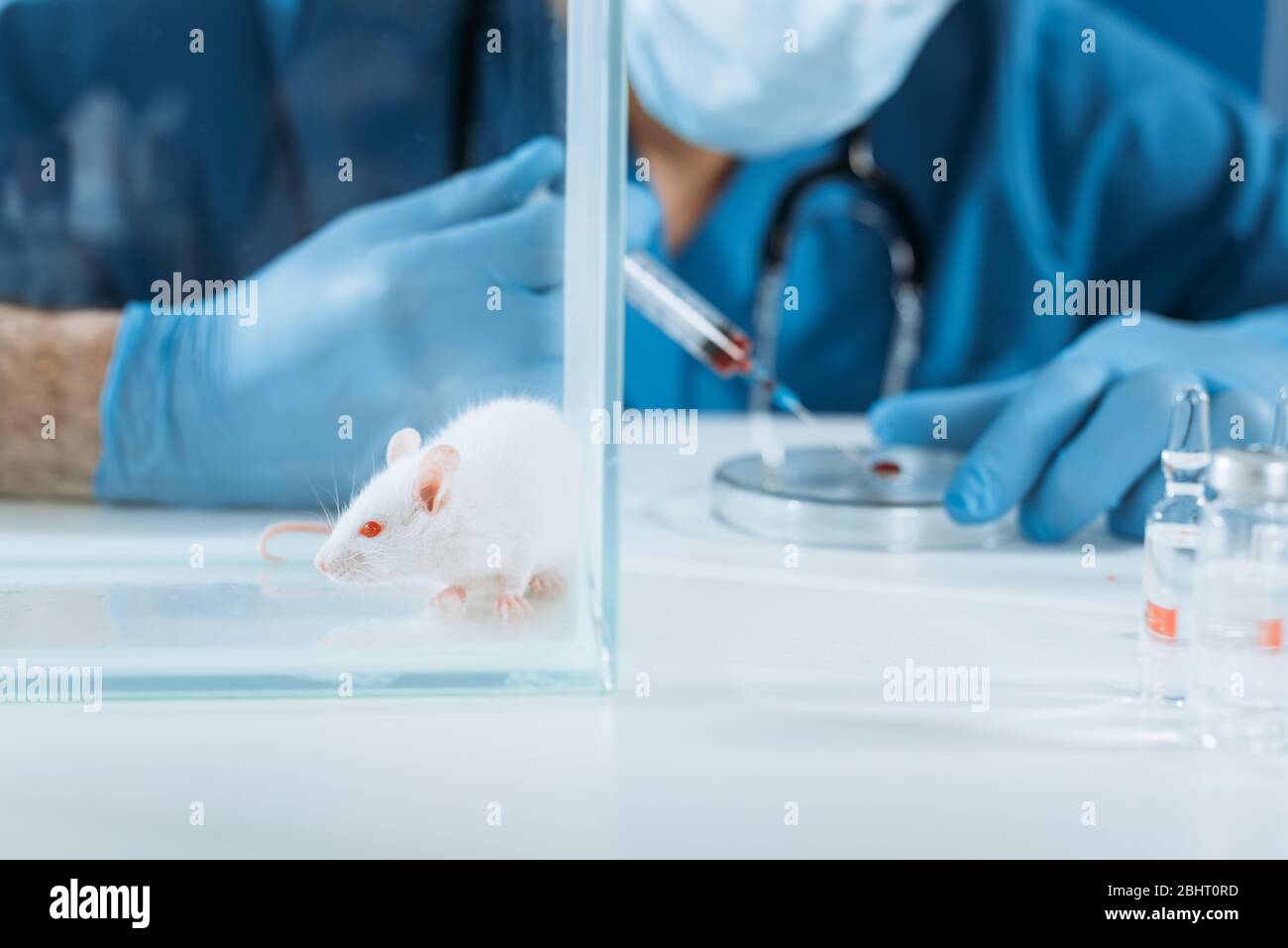 Selektiver Fokus der weißen Maus in der Glasbox in der Nähe Tierarzt in der medizinischen Maske und Latexhandschuhe halten Spritze in der Nähe Petrischale mit Blutprobe Stockfoto