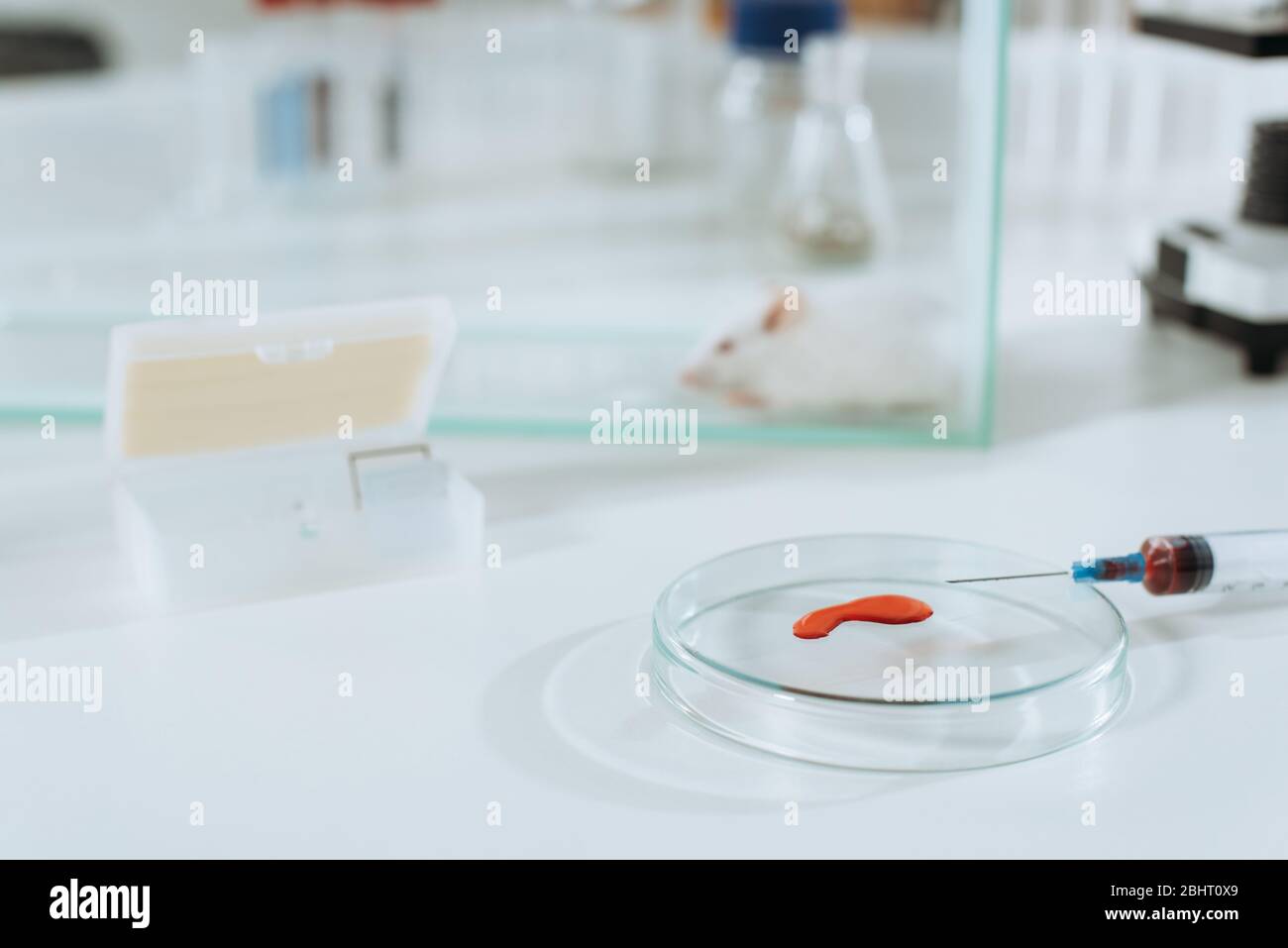 Selektiver Fokus der Spritze und Petrischale mit Blutprobe in der Nähe der weißen Maus in Glasbox Stockfoto