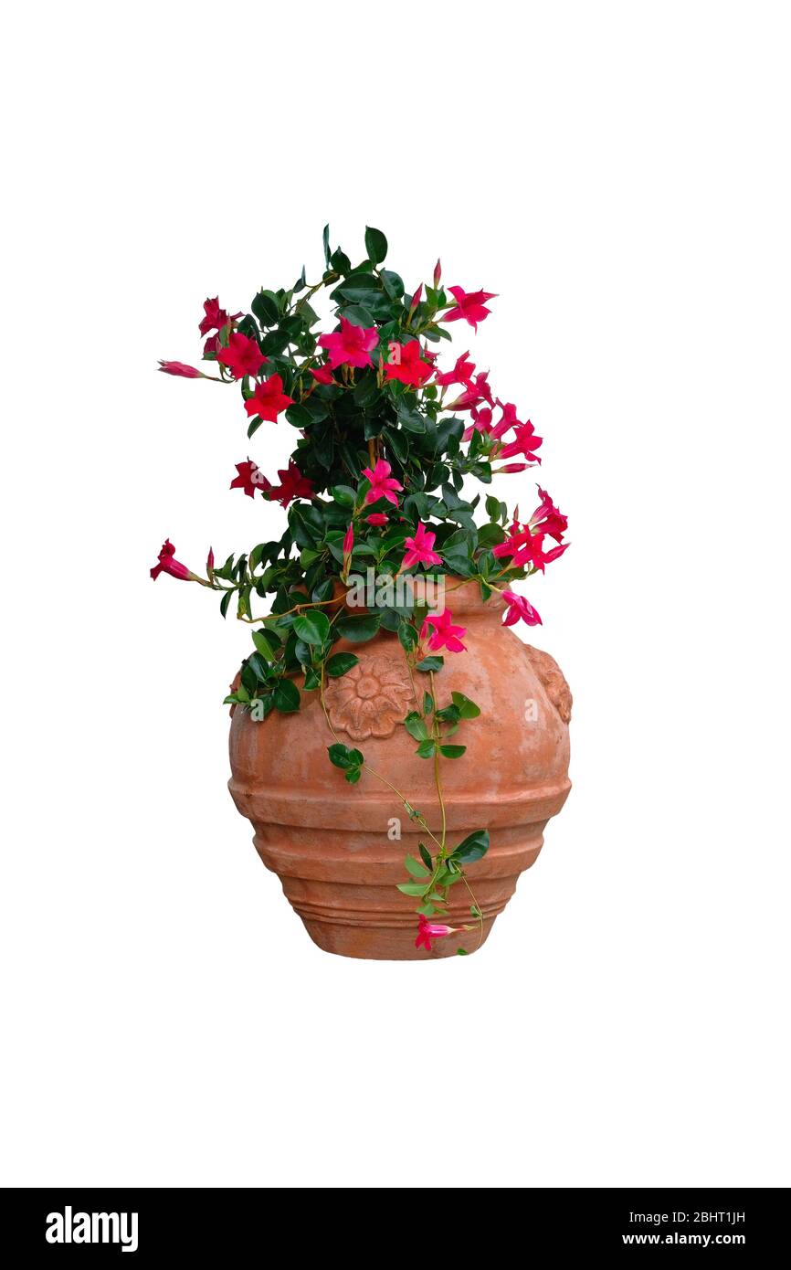 Topf mit Busch blühender Kletterpflanze für Landschaftsgestaltung. Mandevilla. Bush mit rosa Blüten in Ton Blumentopf, isoliert auf weißem Hintergrund. Stockfoto