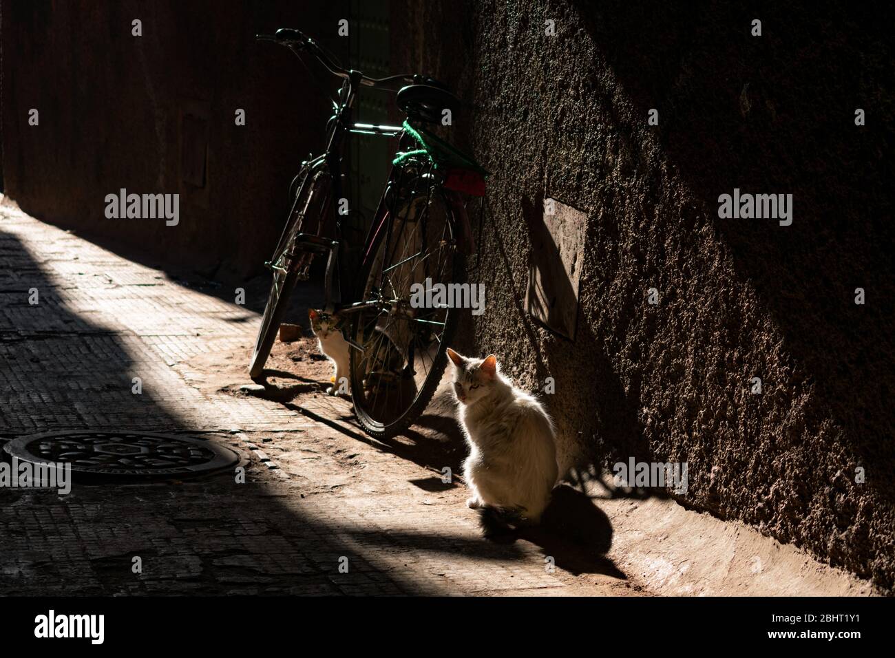 Sonnenlicht auf zwei Katzen in der Nähe eines Fahrrads in einer dunklen Straße in der Medina von Marrakesch Marokko Stockfoto