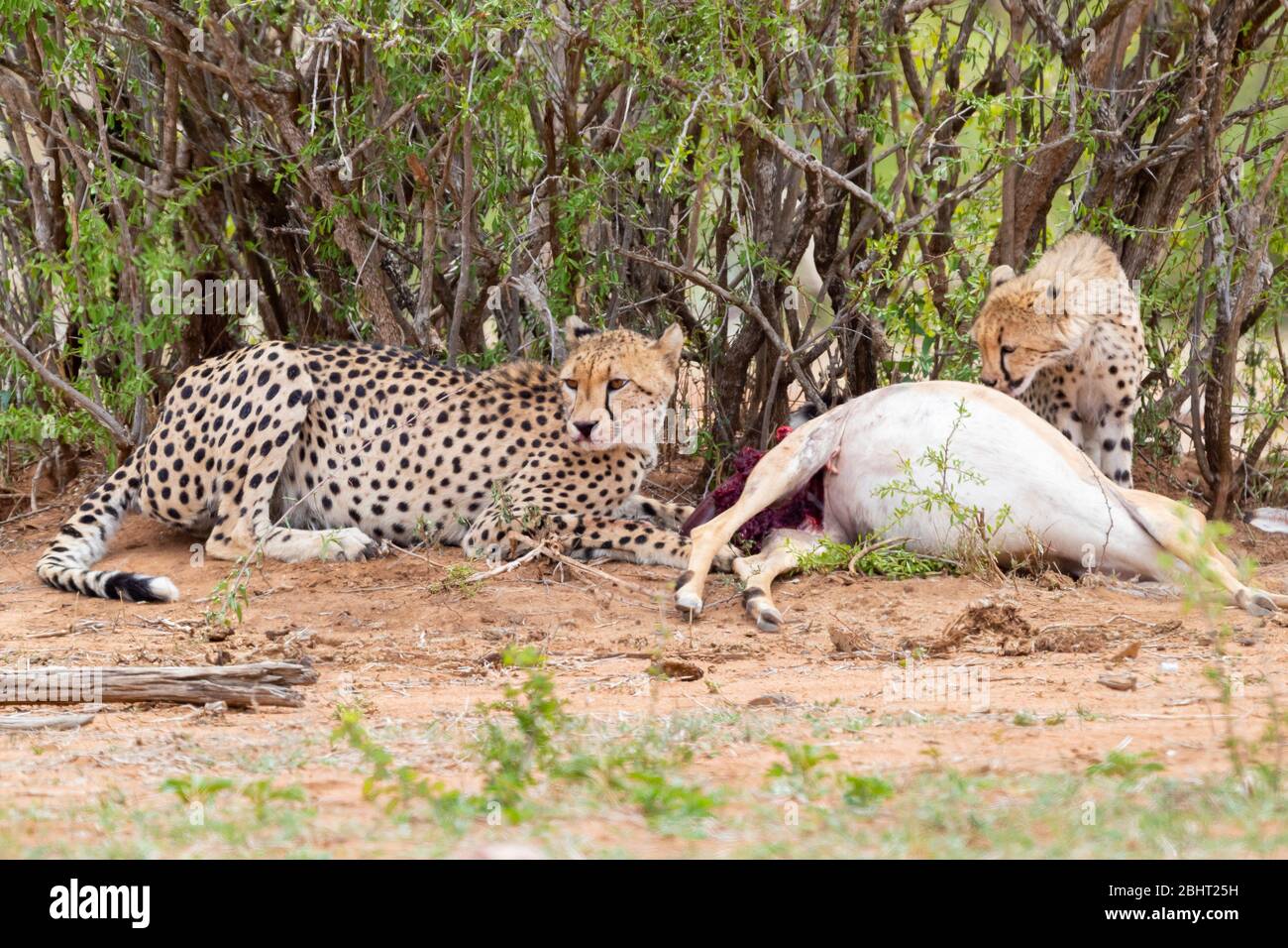 Geparde (Acinonyx jubatus), Erwachsene Hündin und ein Junge, das sich an einer Impala, Mpumalanga, Südafrika ernährt Stockfoto