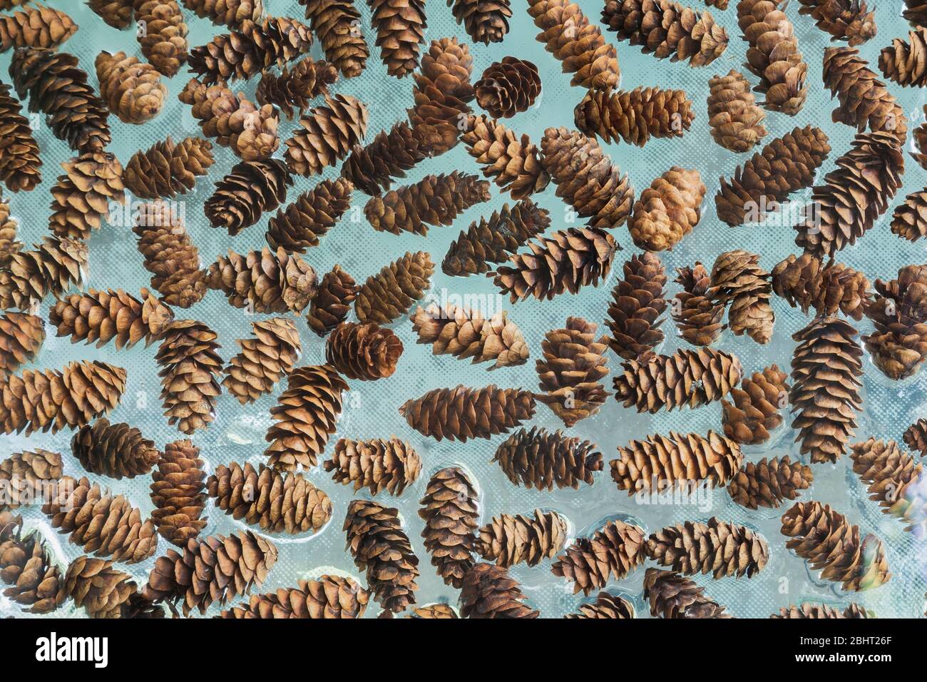Verschiedene Pinienzapfen zwischen zwei gehärteten Glasplatten im Garten der First-Nations, Montreal Botanical Garden, Quebec, Kanada Stockfoto