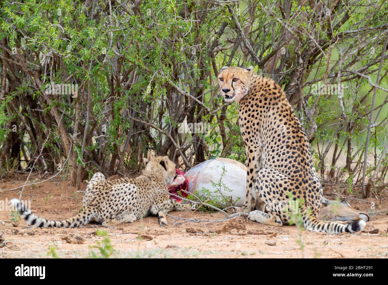 Geparde (Acinonyx jubatus), Erwachsene Hündin und ein Junge, das sich an einer Impala, Mpumalanga, Südafrika ernährt Stockfoto