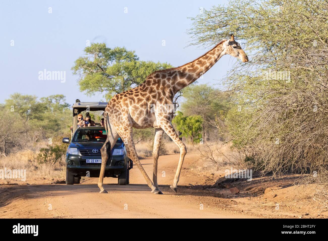 Giraffe (Giraffa camelopardarlis giraffa), Seitenansicht eines Erwachsenen, der eine Straße mit einem Auto überquert, mit Touristen im Hintergrund, Mpumalanga, Südafrika Stockfoto