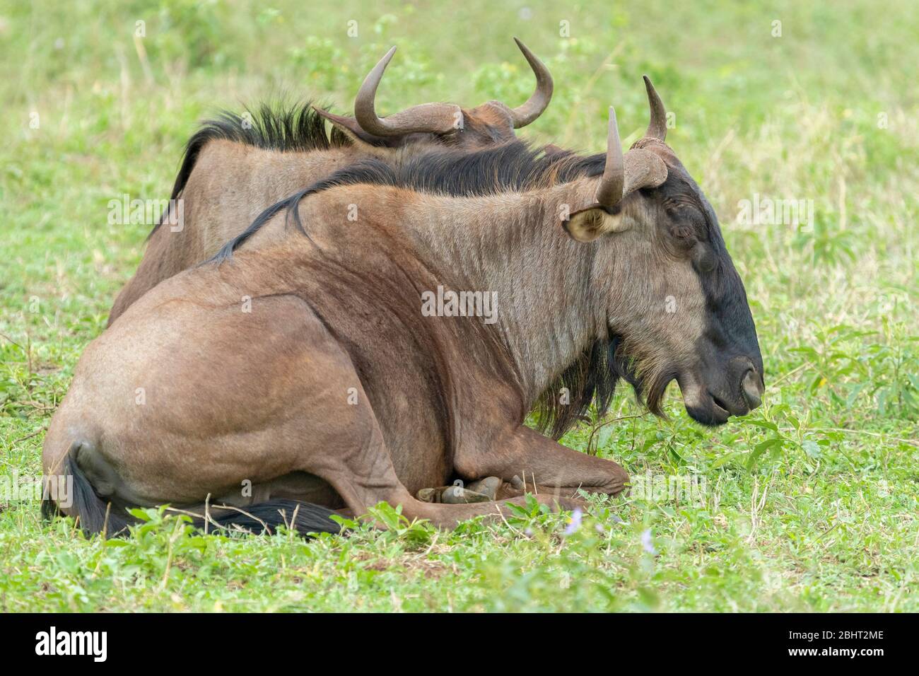 Blue Wildebeest, (Connochaetes taurinus), zwei Erwachsene auf dem Boden ruhen, Mpumalanga, Südafrika Stockfoto