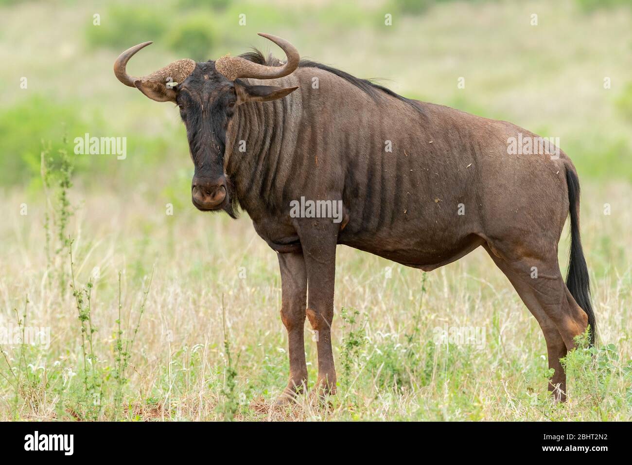 Blauer Wildebeest, (Connochaetes taurinus), erwachsener Rüde, der in der Savanne, Mpumalanga, Südafrika steht Stockfoto