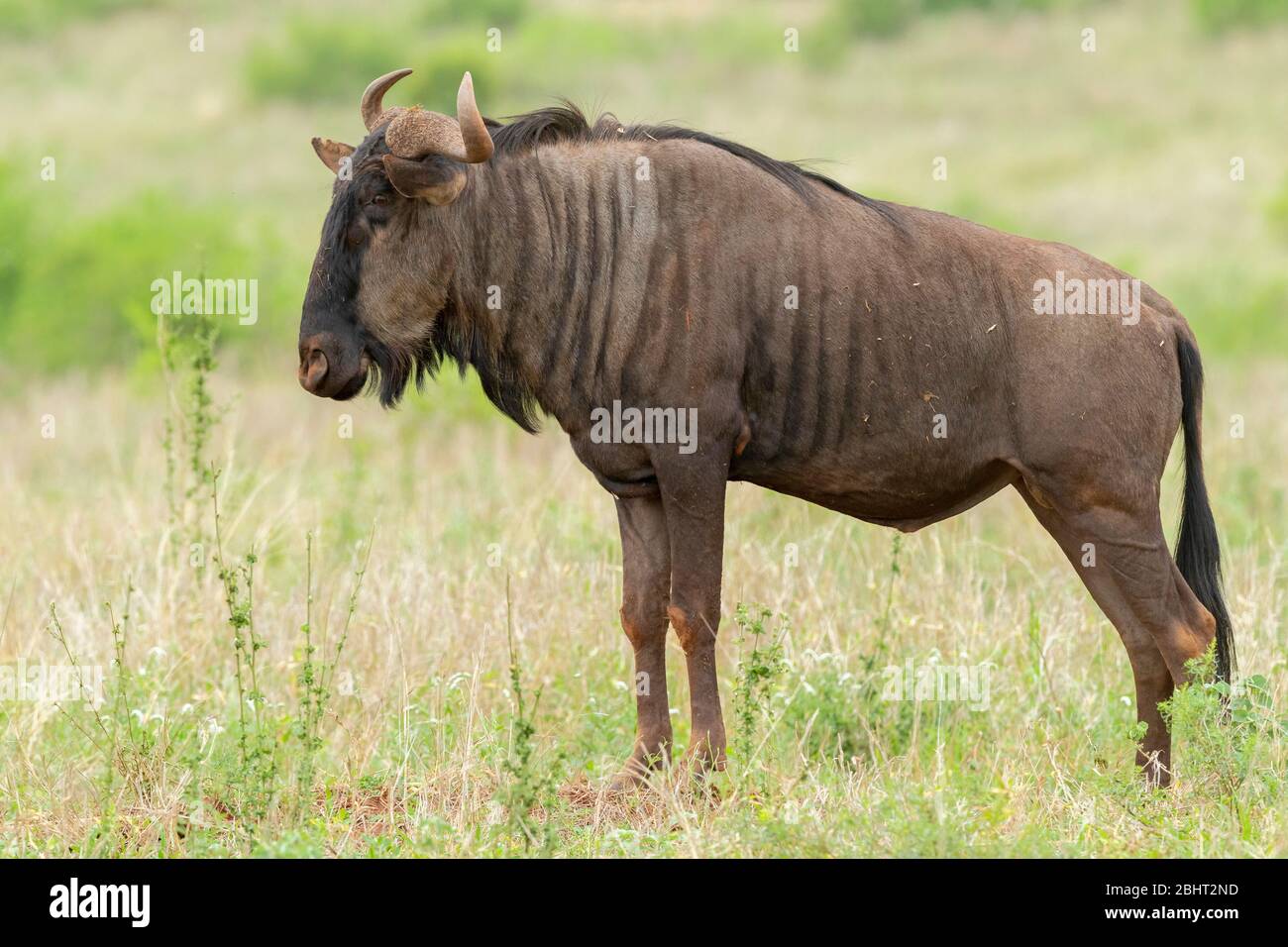 Blauer Wildebeest, (Connochaetes taurinus), erwachsener Rüde, der in der Savanne, Mpumalanga, Südafrika steht Stockfoto