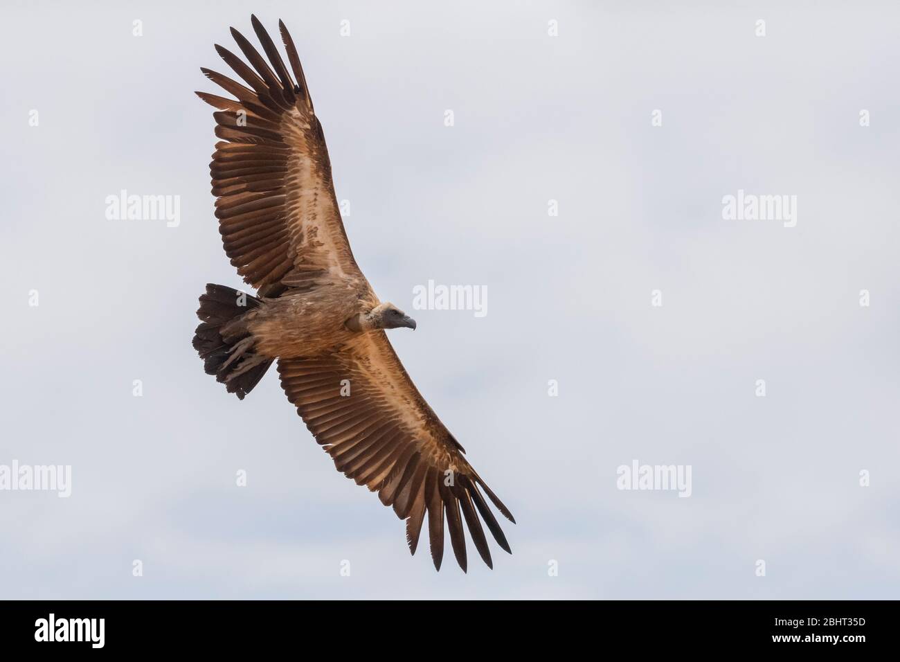 Weißrückengeier (Gyps africanus), unreif im Flug von unten gesehen, Mpumalanga, Südafrika Stockfoto