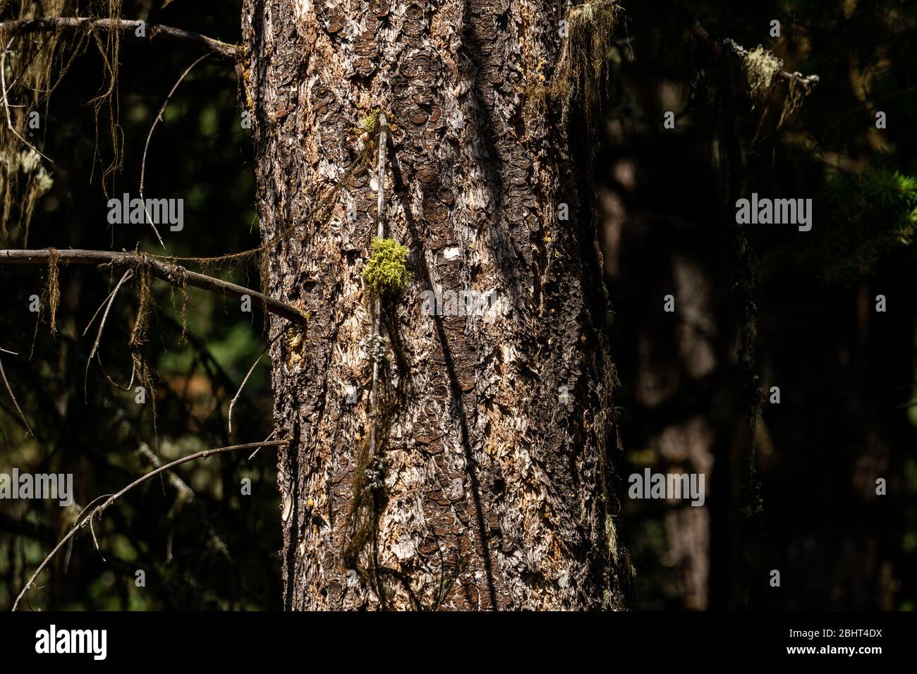 Nahaufnahme des Baumstammes mit Sonnenlicht auf dunklem Hintergrund. Stockfoto