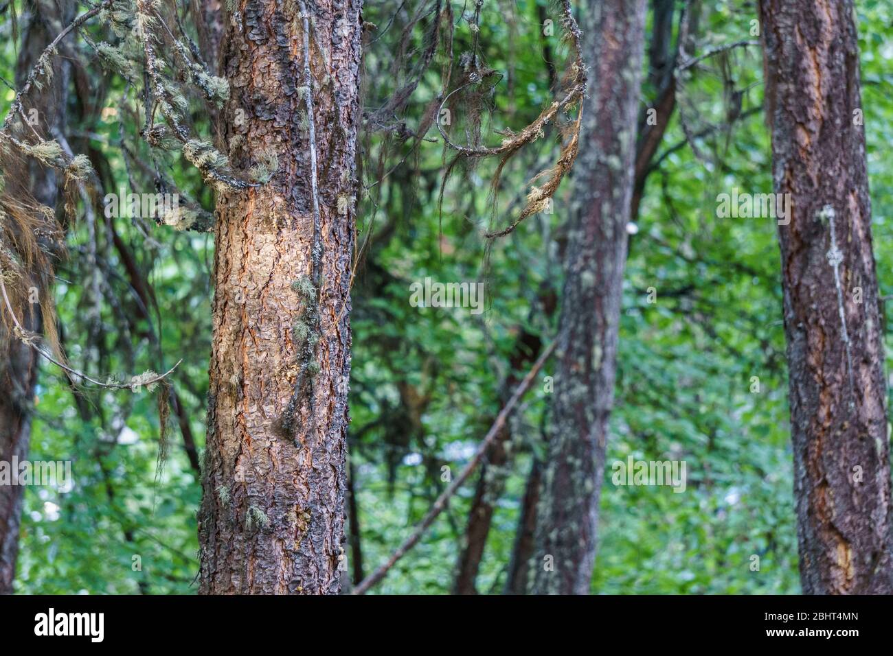 Nahaufnahme des Baumstammes mit Sonnenlicht auf grünem Hintergrund. Stockfoto