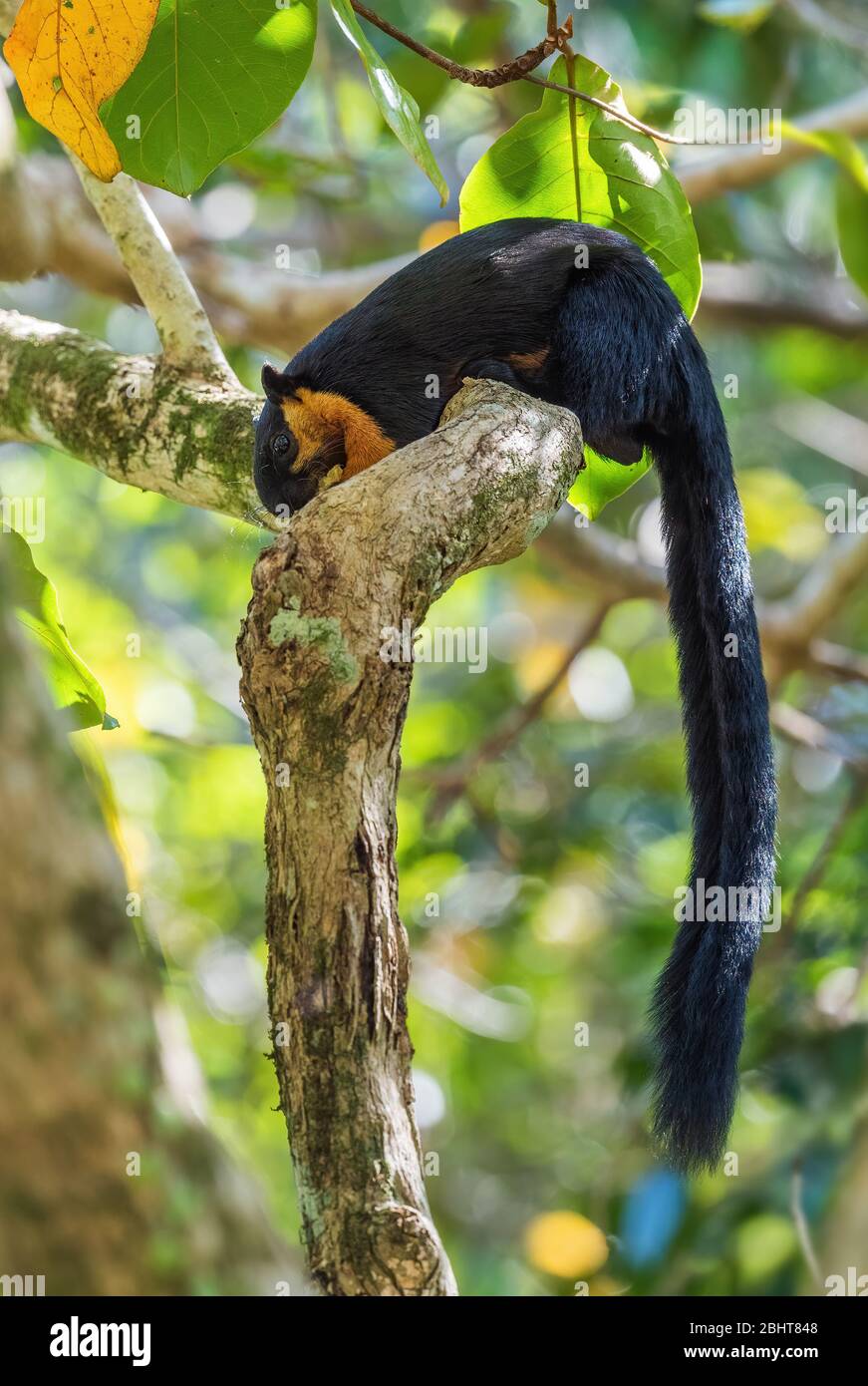 Schwarzes Riesenhörnchen - Ratufa bicolor, schönes großes Eichhörnchen aus südostasiatischen Wäldern und Wäldern, Penang, Malaysia. Stockfoto