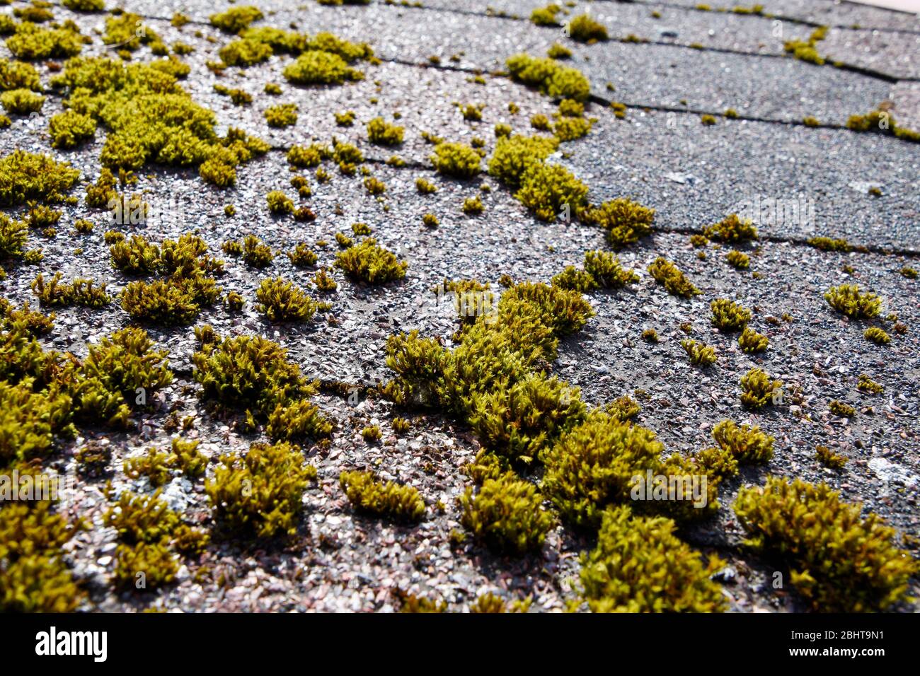 Grünes Moos auf einem Dach schiebt. Stockfoto