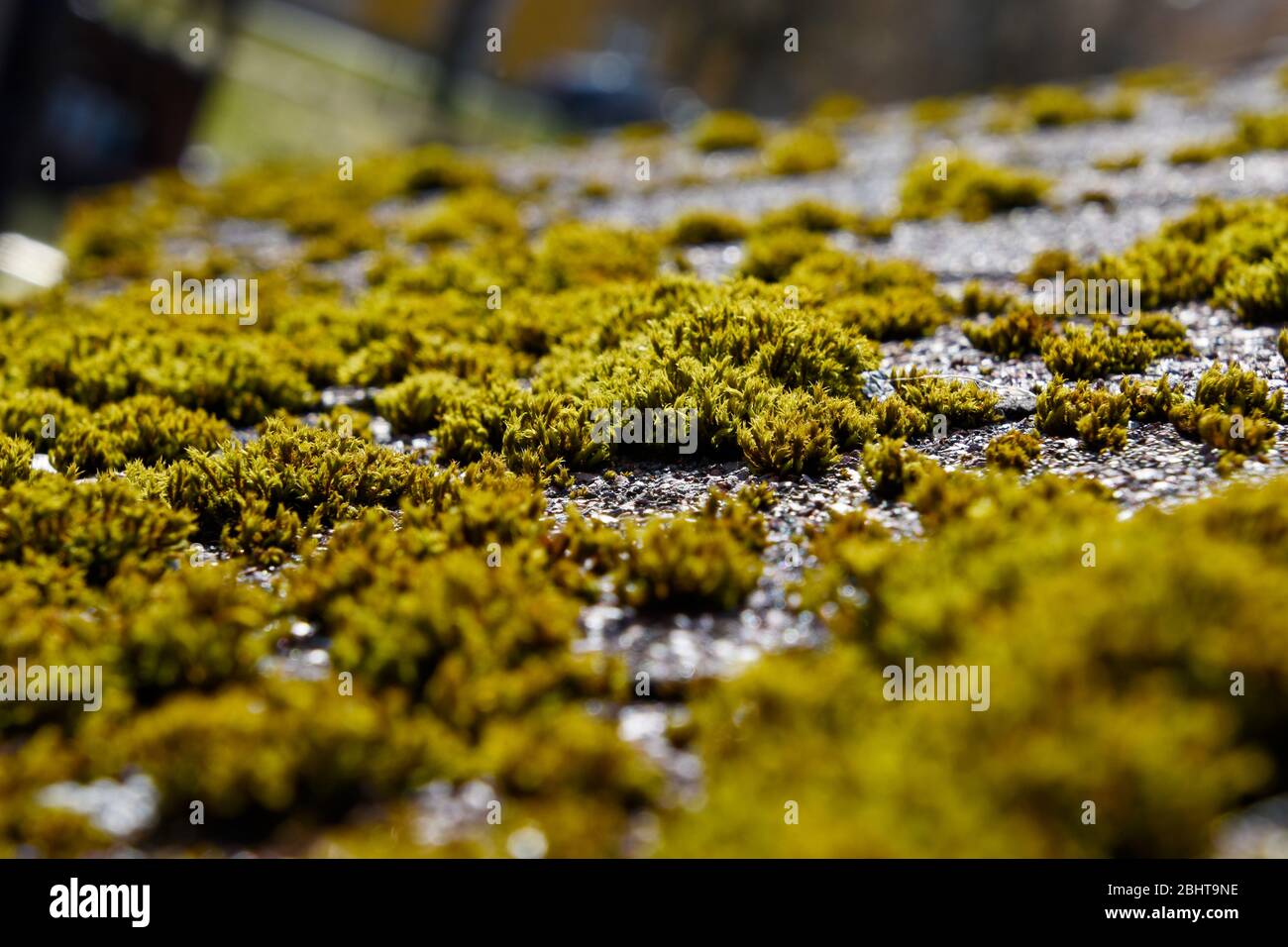 Grünes Moos auf einem Dach schiebt. Stockfoto